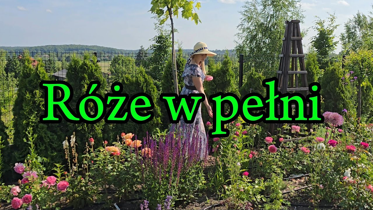 🌹Różany czas - chwile między płatkami 🌹 22czerwca 2025