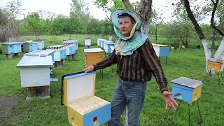 Как заселить нуклеусы пчелами?