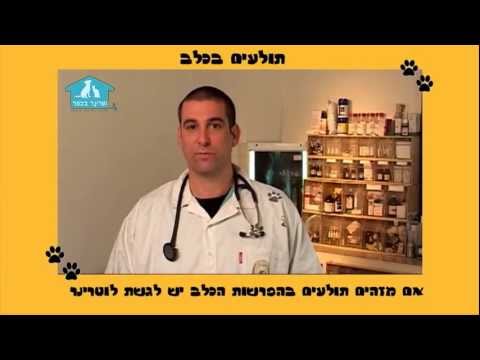 וִידֵאוֹ: הרפסווירוס בגורי כלבים