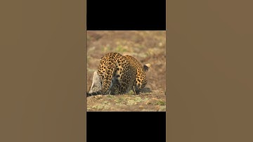 Báo săn mồi cận cảnh cực cuốn 🐆🐆🐆