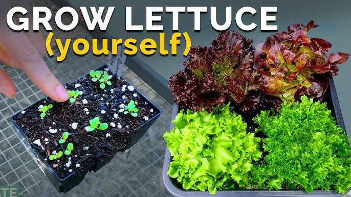 How to Grow Gem Lettuce in Paper Chain Pots