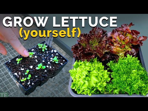 Video: Višeća košara Njega zelene salate – uzgoj salate u visećim košarama