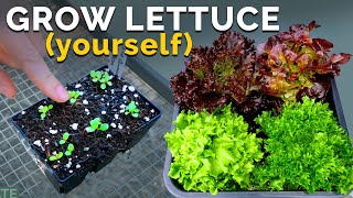 Growing Lettuce, From Seed to Harvest 🌱