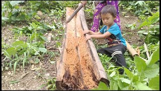 Người mẹ đơn thân và hai bé đi bổ nhậu cây móc