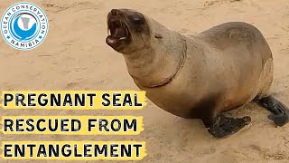 Pregnant Seal Rescued From Entanglement