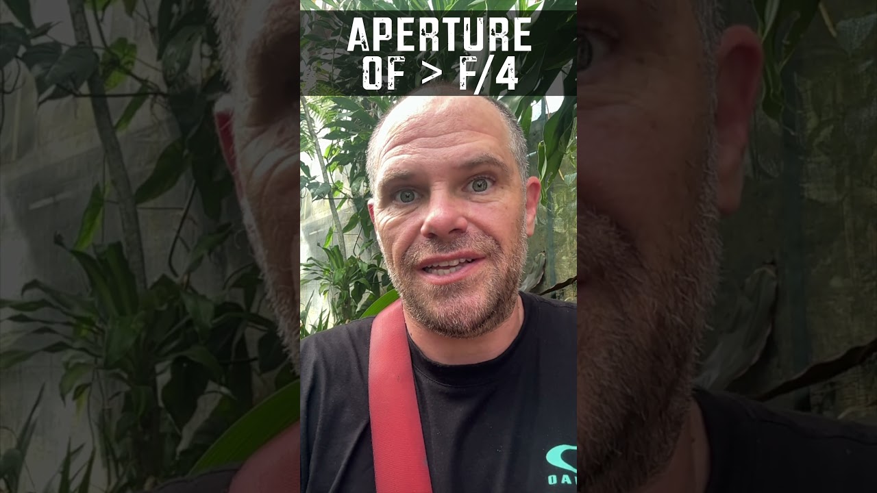 How to photograph a flying butterfly