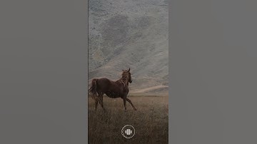 قران كريم بصوت الشيخ خالد الجليل | اكتب شئ تؤجر عليه #اكسبلور #دويتو #لايك #راحة_نفسية