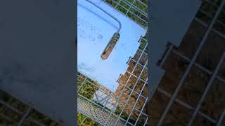 Gopher catch and relocate (customer requested video).