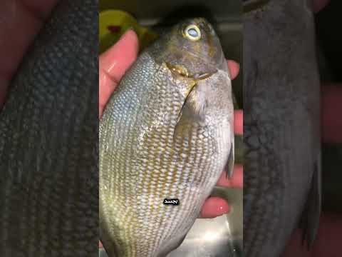 سمكة صغيرة لكن لو أكلتها قد ترى ألوان ا لا وجود لها