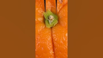 Orange stem in macro  #satisfying #urday #closeup #macro