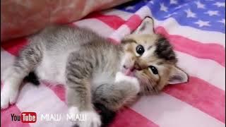 Kumpulan kucing Menguap Lucu