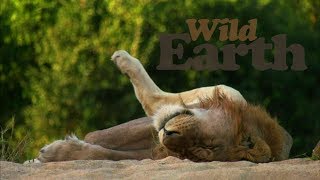 WildEarth - Sunset Safari - 28 May 2020