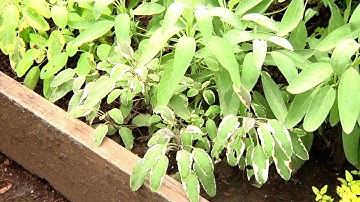 How To: Stage Herbs for Better Gardens from Garden Fresh with Doug Jimerson