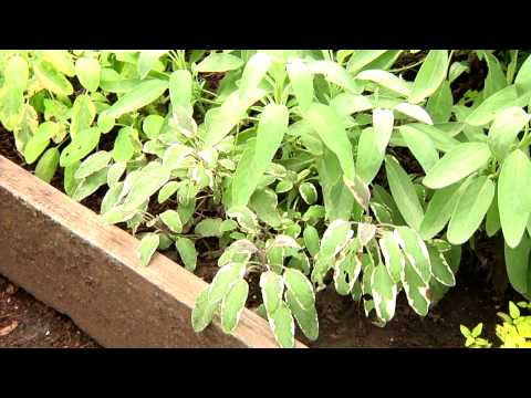 How To: Stage Herbs for Better Gardens from Garden Fresh with Doug Jimerson