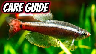 White Cloud Mountain Minnow Care Guide