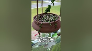 String of Pearls Propagation