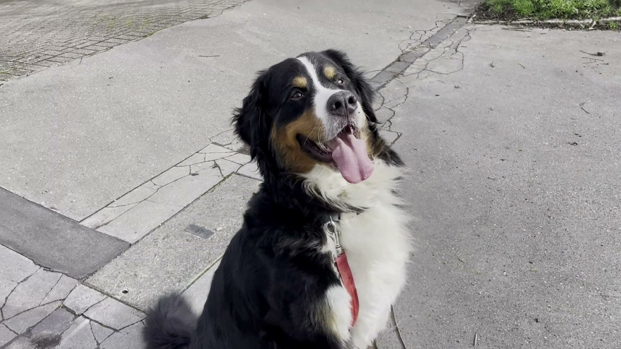 Step by Step Guide to Easy Dog Walks | Impulse Control and Road Manners