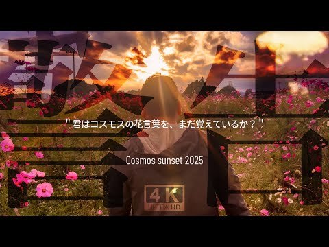 Cosmos sunset 2025｜君はコスモスの花言葉を、まだ覚えているか？