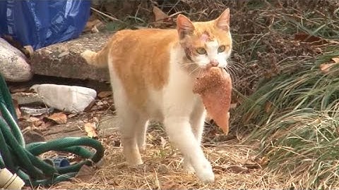 惯犯猫咪每天叼走一块鸡胸肉，自己从来不吃，原来是为了养育孩子
