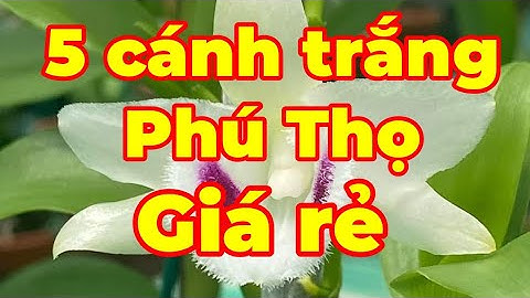 Lan 5 cánh trắng phú thọ giá bao nhiêu