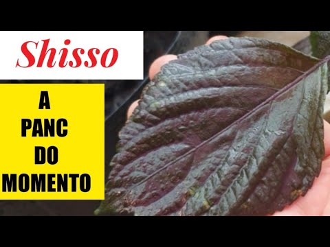 Vídeo: O que é uma erva Shiso: dicas para o cultivo de plantas de hortelã Perilla