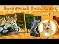 Открытка  День Кошек | Cat Day | Free project for ProShow Producer