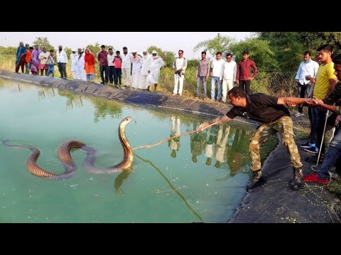 მას კობრას გადარჩენა უნდოდა...ეს რომ კამერას არ დაეფიქსირებინა არავინ დაიჯერებდა