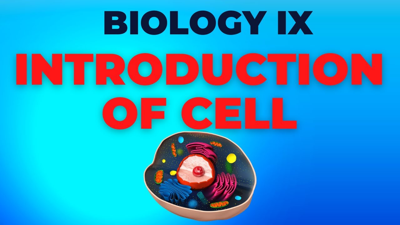 What Is Cell Representation Explain With Example What Is Cell Representation Explain With Example