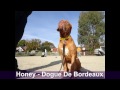 Honey - Dogue De Bordeaux - 4 Weeks Residential Dog Training Honey - Dogue De Bordeaux - 4 Weeks Residential Dog Training