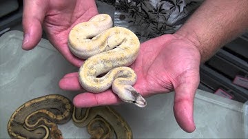 Morphs 101: Champagne & Pastel Champagne