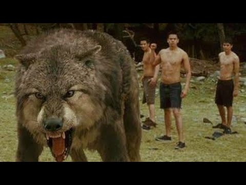 Ya lili __ Twilight saga _ Wolf fight scene