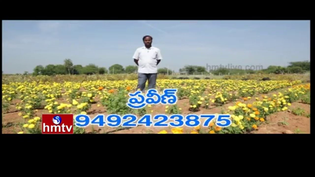 Natural Farming by Software Engineer Praveen Kumar | Nela Talli Weekend | 25-12-15 | HMTV