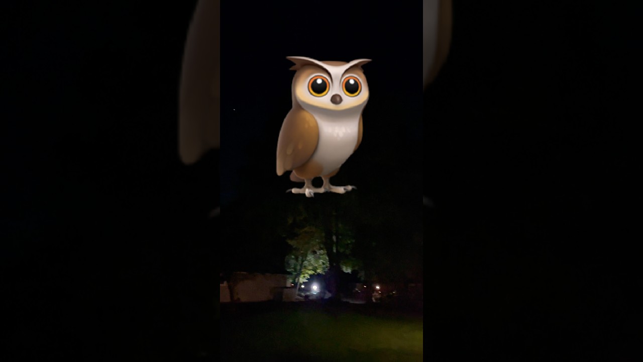 The owls are loud this morning! #owl #owls #hoot