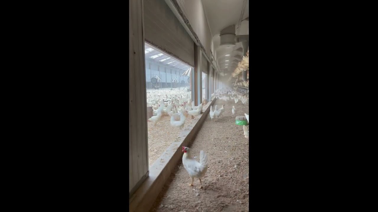 What gets these Kipster Hens so excited?