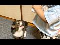 実家猫が赤ちゃんに威嚇して噛みつきました...