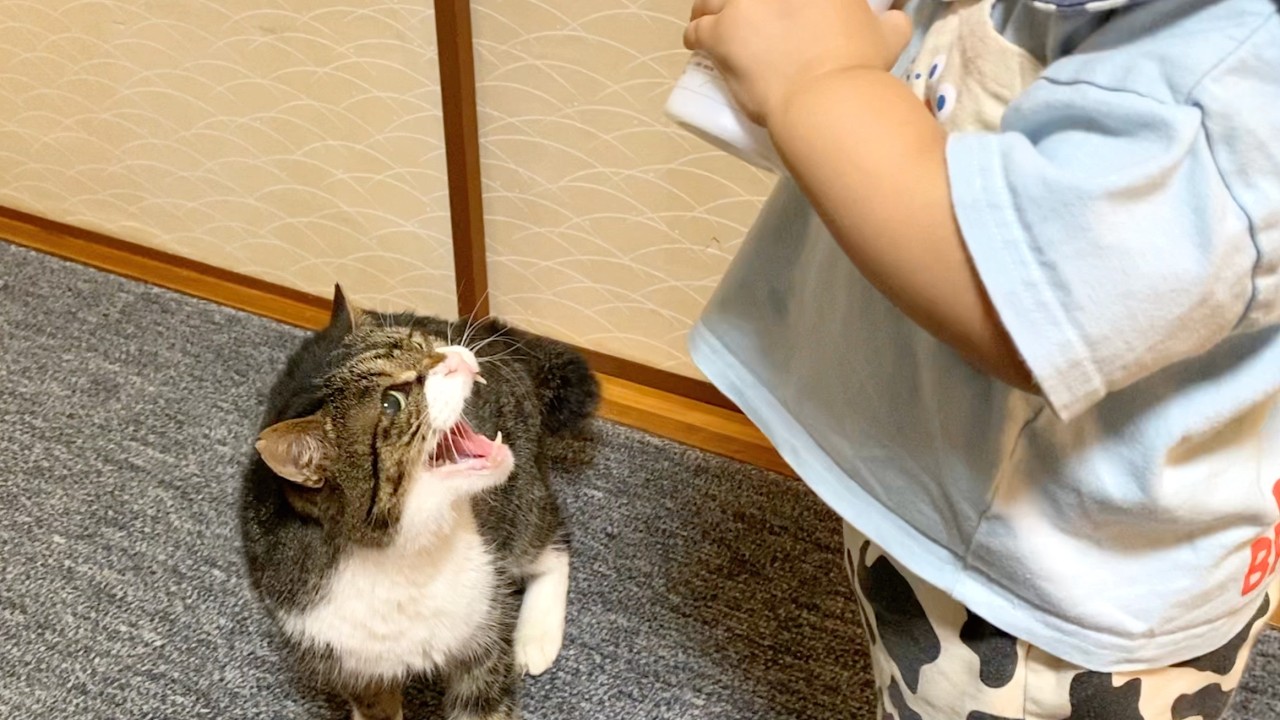 実家猫が赤ちゃんに威嚇して噛みつきました...