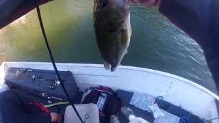 Fishing @ Oak Run (w/ Illinois Bass Insider)