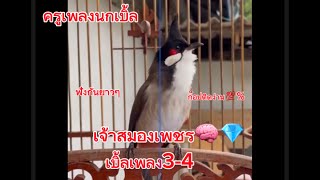 EP:16 คลิป1 ชม.ครึ่ง เจ้าสมองเพชร🧠💎 นกเบิ้ลเพลง3-4 เบิ้ลอาชีพ เอาใจสายก๊อปนก #นกครู #นกกรงหัวจุก