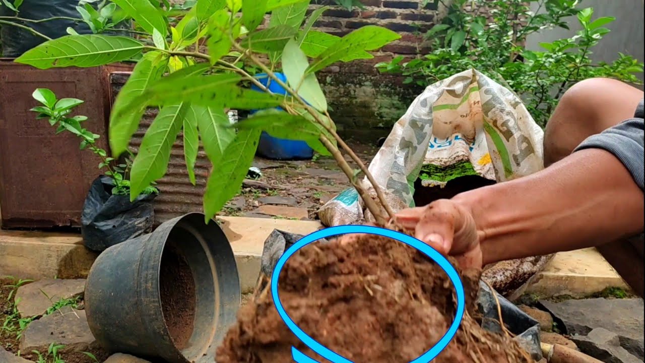 Cara menanam pohon loa cabutan untuk bahan bonsai YouTube