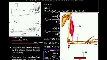 Biomechanics | Torque Problem #1 (Elbow Joint) [Biceps Force, Mech. Adv., Joint Reaction Force]