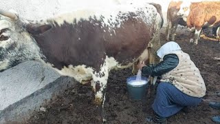 30 л шир " Milk " Гови махали  Молбозори Душанбе нархи гови ширте   26 января 2022 г.