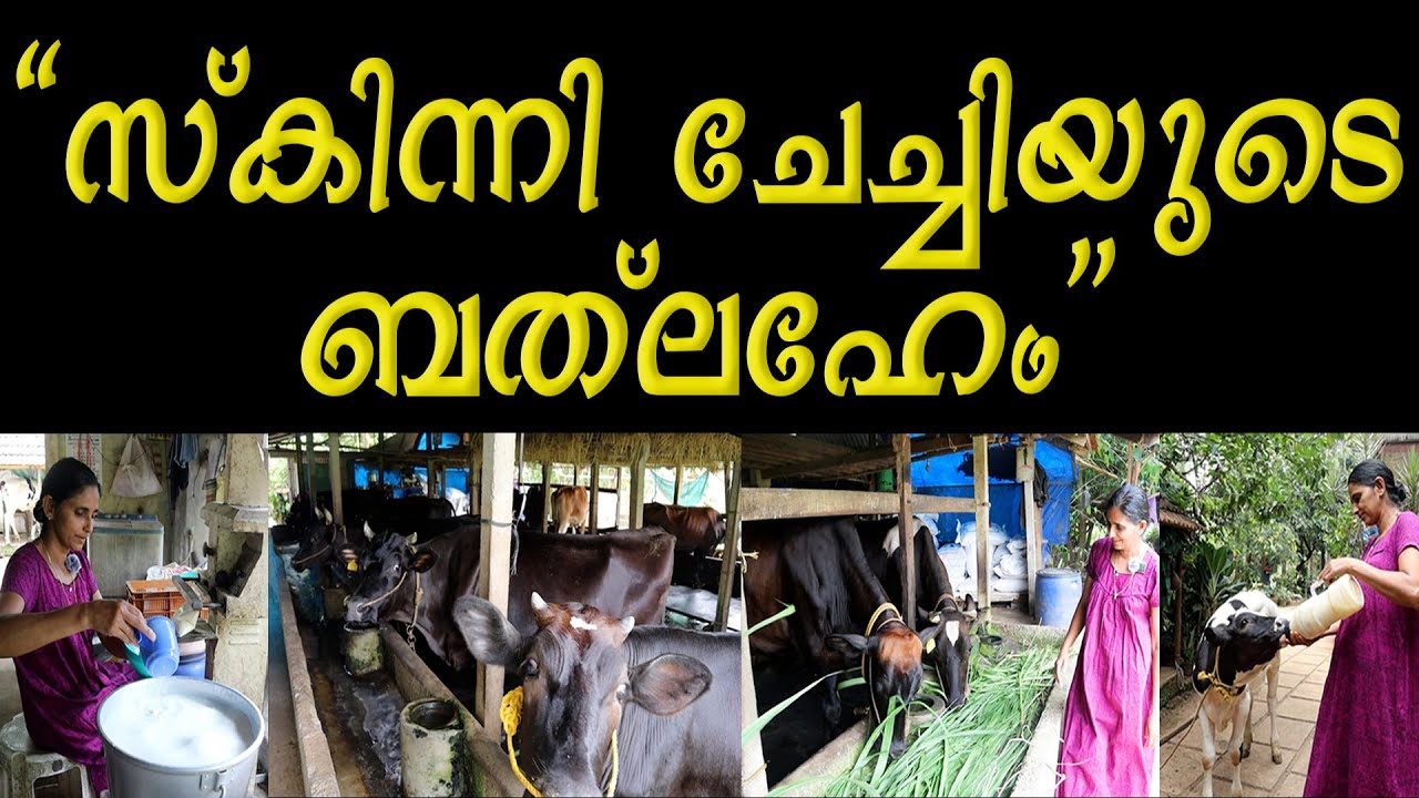 രണ്ട് പശുക്കളിൽ നിന്ന് ആരംഭിച്ച സംരംഭം || പശുക്കൾ എല്ലാ സൗഭാഗ്യങ്ങളും തന്നു || ഡയറി ഫാർമിങ് | KERALA