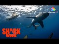 Great White Sharks Don&#39;t Play by the Rules | Great White Intersection | discovery+