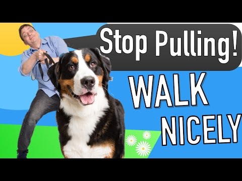 Video: How To Teach Your Dog To Walk On A Leash