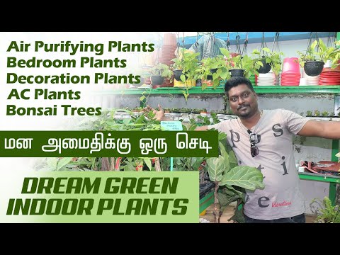 Indoor Plants for Home and Office | Dream Green | Air Purifying Plants | Video Shop