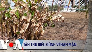Tân Trụ điêu đứng vì hạn mặn | VOA Tiếng Việt