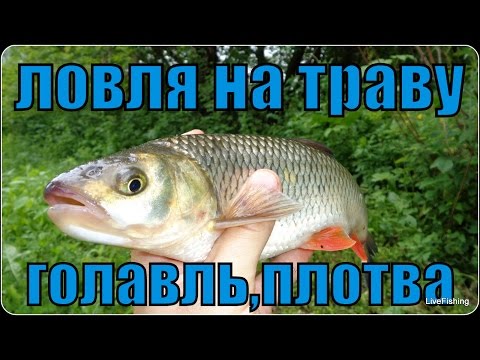 Ловля на траву на течении. Голавль и плотва. Река Дон.
