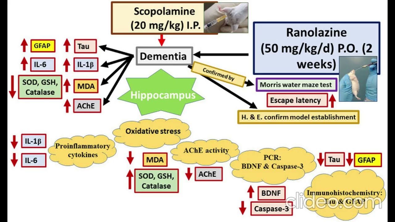 Ранолазин - нейропротектор в модели крыс с деменцией, вызванной скополамином