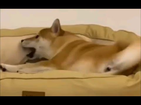 Cute dogs: Shiba