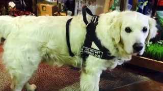 dean and tyler dog harness